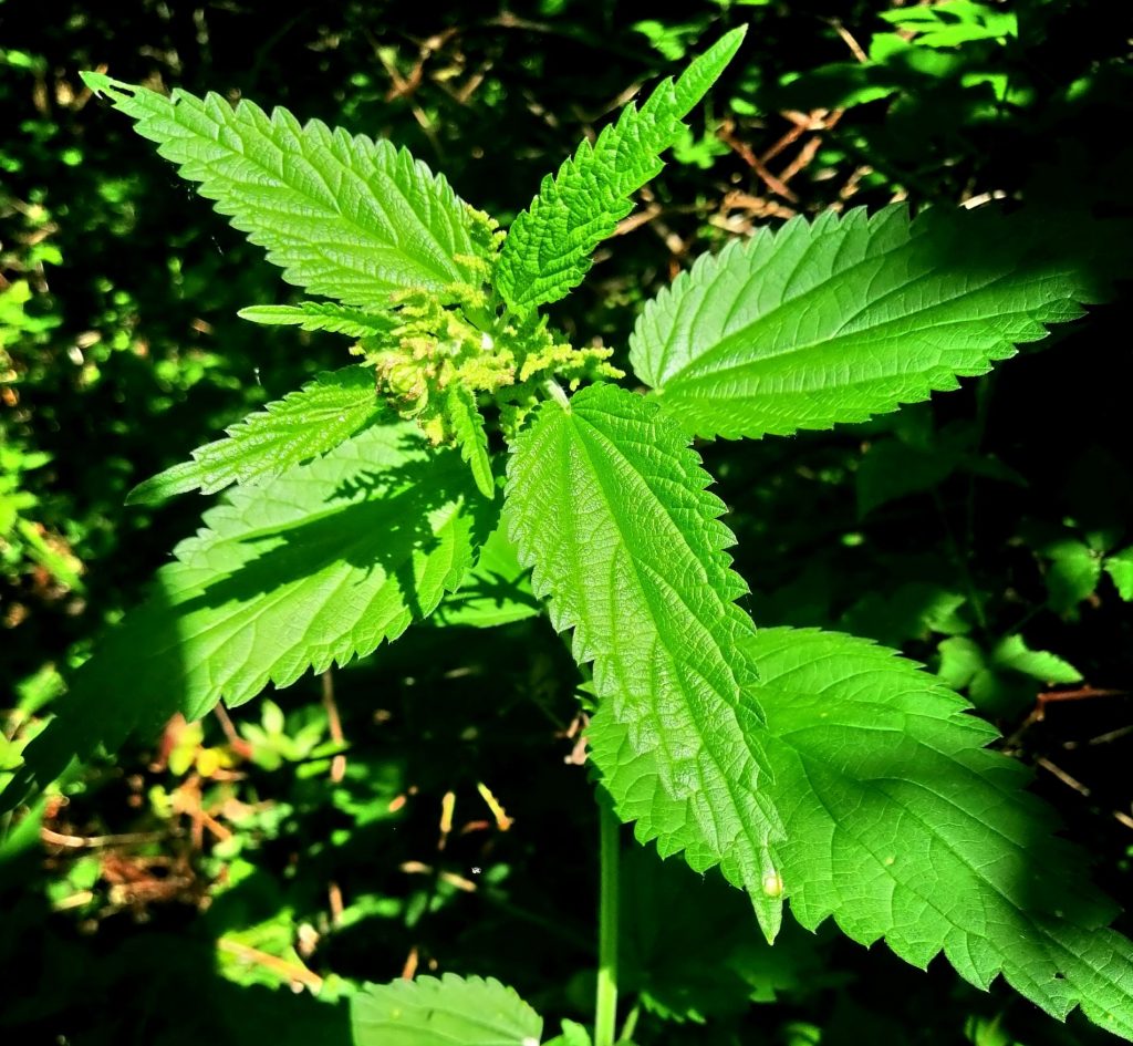 2021-06-03 Menta i bazga na Papuku
