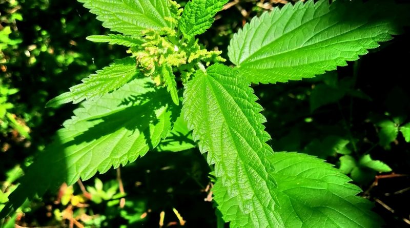 2021-06-03 Menta i bazga na Papuku