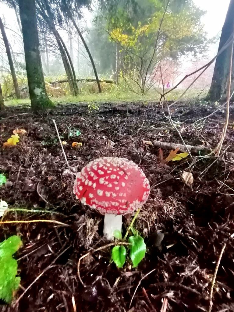 Jesenski kaleidoskop (Lisičine) - 14.11.2021.