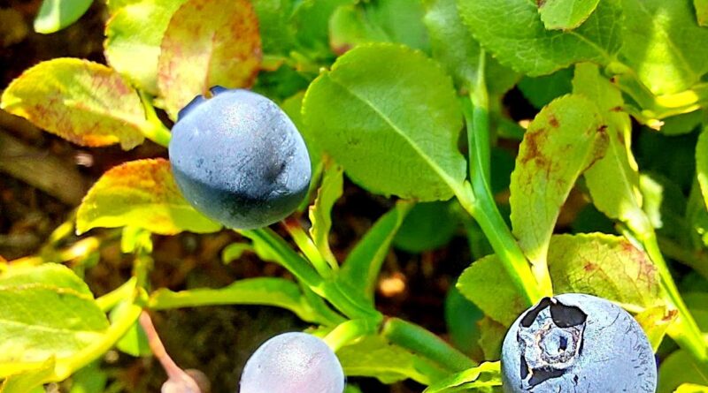 Botanički izlet (borovnica) - 26.06.2022. godine